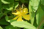 京の水無月花暦 : びようやなぎ(金糸桃)