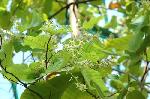 京の水無月花暦 : インドの沙羅双樹