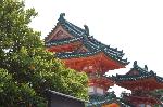 京のあじさい : 白虎楼に右近の橘