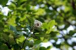京の沙羅双樹を愛でる : 沙羅双樹の花