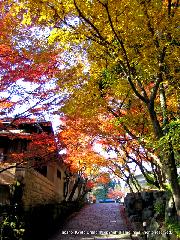 最後の紅葉あれこれ : 御土居に映えるしょうざんの紅葉
