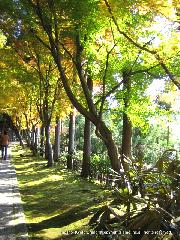 紅葉紀行　鷹峯を訪ねて１ : 紅葉した樹々が影を落す石畳