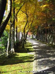 紅葉紀行　鷹峯を訪ねて１ : 石畳に落ちる美しい木洩れ日