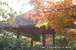 紅葉紀行　鷹峯を訪ねて１ : 萱葺き屋根の鐘楼に紅葉