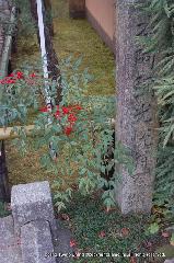 近場で紅葉狩 : 光悦翁屋敷蹟