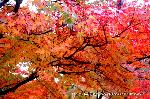 紅葉紀行　鷹峯を訪ねて１ : 紅葉のトンネルを見上げると