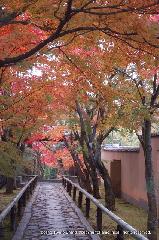 京都の秋 : 紅葉の参道