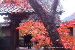 秋の物見遊山 / 紅葉見・観楓 : 瀟洒な山門の右奥に見えるが鷹峰