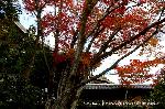 紅葉紀行　鷹峯を訪ねて１ : 本堂に渡り廊下にかかる楓たち