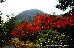 紅葉紀行　鷹峯を訪ねて１ : 鷹ケ峯に臥牛(ねうし)垣