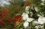 紅葉紀行　鷹峯を訪ねて１ : 山茶花にドウダンツツジ