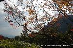 紅葉紀行　鷹峯を訪ねて１ : 鷹ケ峯から大文字山に衣笠方面