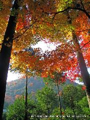 洛中黄葉街道 : 借景の鷹ヶ峯三山