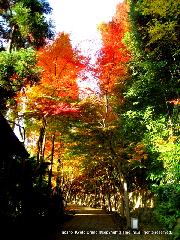 紅葉紀行　鷹峯を訪ねて１ : 「しょうざん」の紅葉