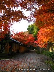 秋の物見遊山 / 紅葉見・観楓 : 料亭前の石畳には散紅葉