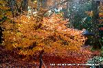 洛外紅葉街道　ドライブ計画