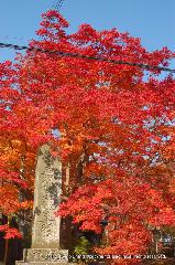 紅葉紀行　鷹峰を訪ねて2