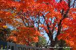 紅葉紀行　鷹峰を訪ねて2