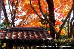 紅葉紀行　鷹峰を訪ねて2