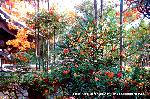 最後の紅葉あれこれ