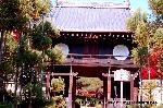 秋の物見遊山 / 紅葉見・観楓