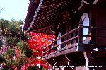 紅葉紀行　鷹峰を訪ねて2