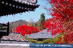 紅葉紀行　鷹峰を訪ねて2