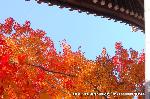 洛外紅葉街道　ドライブ計画