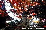 洛外紅葉街道　ドライブ計画