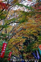 最後の紅葉あれこれ : 参道に並ぶ数珠供養の幟