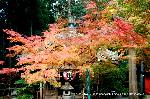 最後の紅葉あれこれ