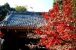 最後の紅葉あれこれ