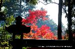 秋の物見遊山 / 紅葉見・観楓 : 本殿から振り返ると