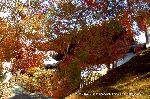 洛外紅葉街道　ドライブ計画