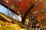 京都の秋