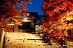 最後の紅葉あれこれ : 見物客は見当たらない