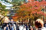 最後の紅葉あれこれ : 南禅寺三門前の紅葉と人の賑わい