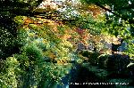 近場で紅葉狩
