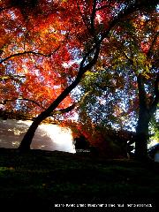 最後の紅葉あれこれ