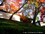 最後の紅葉あれこれ