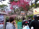 続　花と言えば梅　北野梅苑
