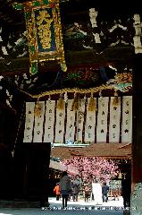 続　花と言えば梅　北野梅苑 : 右近の梅