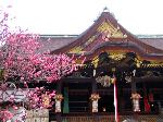続　花と言えば梅　北野梅苑
