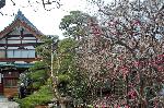 洛中洛外京桜図　一見さんの桜に通の桜　編　その四 : 慈眼寺
出水通の東にある曹洞宗慈眼寺では、松と枝垂桜の大木に圧倒されたが、小さくみえた三本の梅も、貼られていた立春大吉のお札ほどに存在感があった。