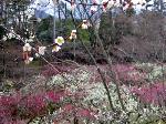 洛中洛外京桜図　一見さんの桜に通の桜編　その一