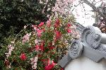 洛中洛外京桜図　一見さんの桜に通の桜編　その一 : 枝垂れ梅と山茶花の競演
七本松通に戻り北上すると、東角に地福寺の枝垂れ紅梅の枝が塀外に伸び、愛くるしい花の桃色が瓦の色で引き立っている。角より西を覗くと、その枝垂れ紅梅が山茶花の真紅の花を抱擁しているところが見られる。
