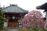 街角の梅見　西陣の梅