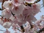 京都　芸能の神 : 河津桜