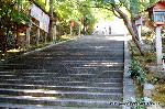 京の旅　/ 　十三詣りに桜茶・桜餅