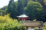 京の旅　/ 　十三詣りに桜茶・桜餅